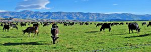 Cows in a field