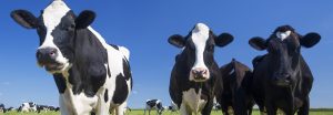Useful Resources for Dairy Farmers