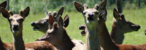 Useful Resources for Deer Farmers: Johne’s Disease