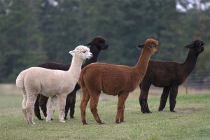 Alpacas