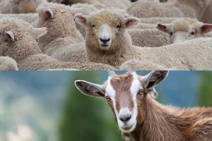 Small ruminants