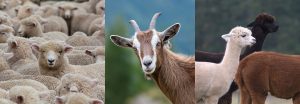 Small Ruminants and Alpaca DRL